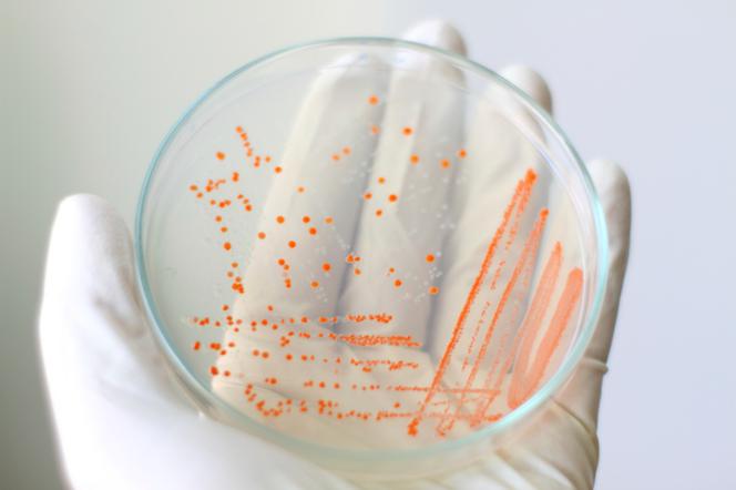 Helicobacter pylori - badania. Testy wykrywające bakterię H. pylori