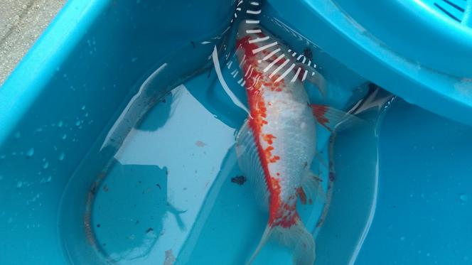 Rybka spadła z nieba