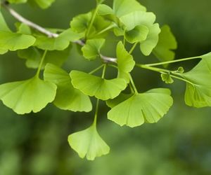 Miłorząb japoński (ginkgo biloba): właściwości lecznicze