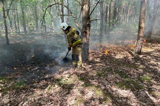 Pożar w Kampinoskim Parku Narodowym w Warszawie. Spłonęło ćwierć hektara lasu [GALERIA]