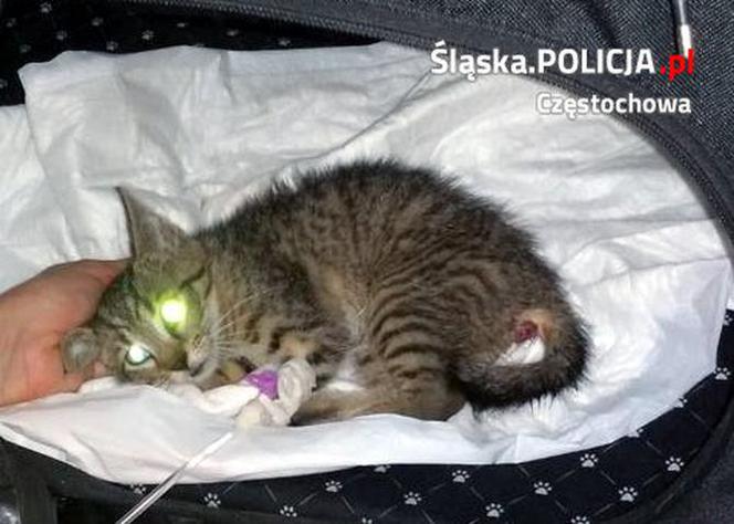 Czestochowa. Kotek potrącony przez samochód. Pomogli mu policjanci