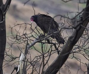 Podpalił Turcję, bo chciał iść do więzienia! Podpalacz kurortów złapany