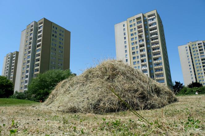 Awantura o trawę! Sezon na koszenie trwa. Kosiarki wzbudzają wiele kontrowersji 