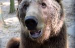 Niedźwiedź Baloo z poznańskiego zoo