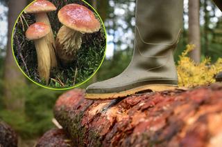 W polskich lasach pojawił się niespotykany gatunek grzybów. Jest ich wysyp!