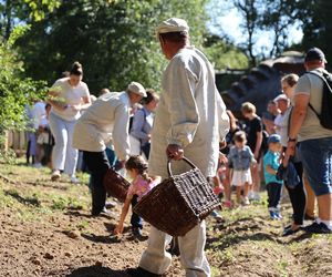 W skansenie w Lublinie pokazali, jak dawniej wyglądały wykopki kartoflane