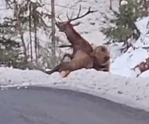 Niedźwiedź pomagał rannemu jeleniowi. To nagranie roztapia serca!