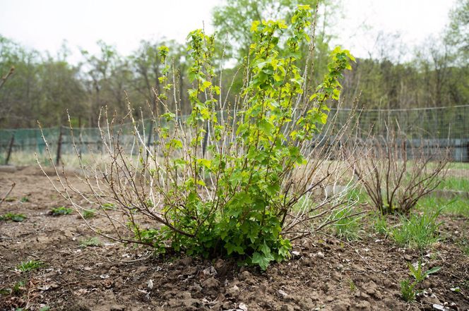Krzew porzeczki na wiosnę