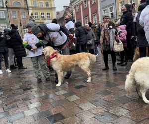 Golden Retriever WOŚP w Poznaniu