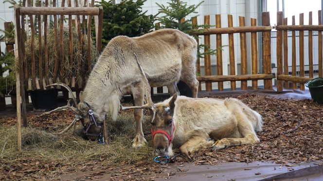 ZOOPARK w Lublinie. „Postawiliśmy na polski las. Chcemy promować nasze zwierzątka”