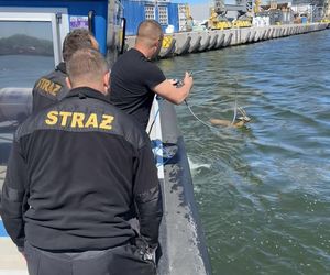 Młody jelonek wpadł do kanału portowego w Gdańsku. Uratowała go załoga Pioruna