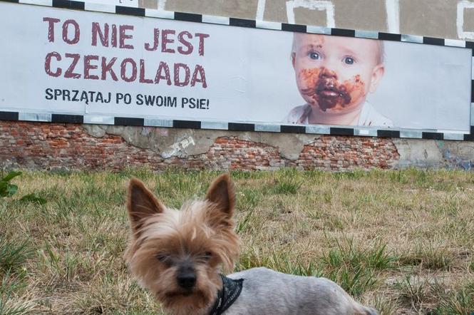 Psia kupa na twarzy dziecka. Mocna kampania: To nie jest czekolada