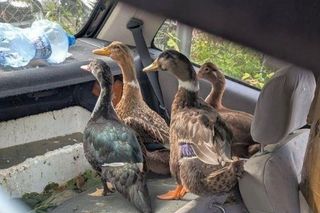 Kaczki uwięzione w blaszanej pułapce