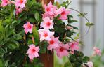 Mandewilla/Dipladenia