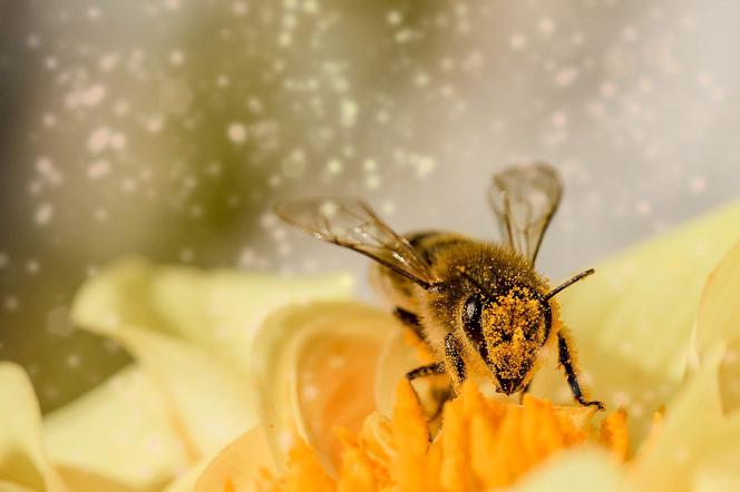 RZESZÓW:  Pszczoły w miejskich pasiekach będą już wiosną!