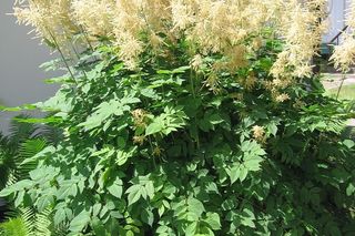 Parzydło leśne - Aruncus dioicus