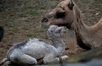 Wielbłądziatko przyszło na świat we wrocławskim zoo