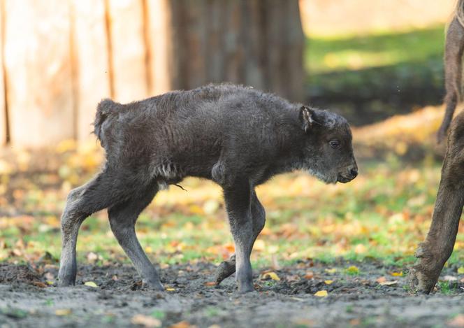 W ZOO Wrocław urodziły się dwa małe żubrzątka. Zobacz, jakie to słodziaki [ZDJĘCIA]