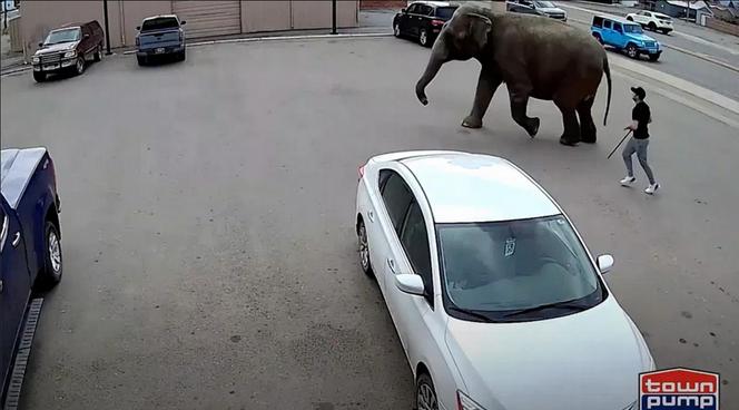 Słoń zwiał z cyrku. Błąkał się po autostradzie, ludzie w szoku!