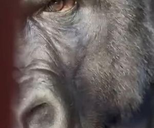 Goryli amant wyruszył na randkę życia. Bwana założy rodzinę w Szwajcarii. „Będziemy tęsknić”