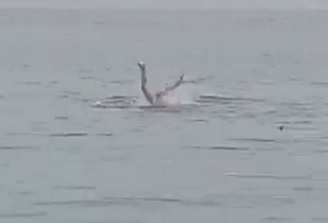  Śmiertelny atak rekina na rosyjskiego turystę w Hurghadzie [ZDJĘCIA]