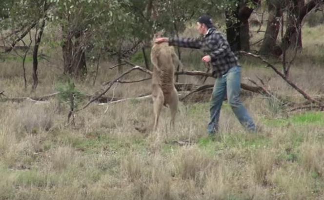 Facet uderzył kangura żeby uratować psa