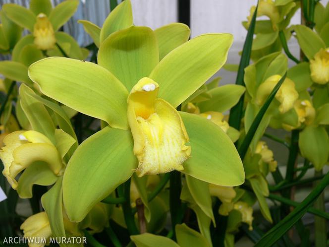 Cymbidium