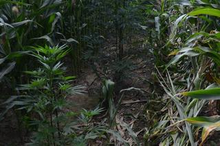 Jaki ojciec, tacy synowie. Cała trójka zatrzymana za produkcję narkotyków