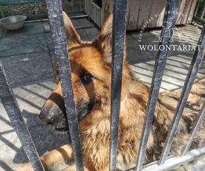 Kiara czeka na adopcję w zamojskim Schronisku dla bezdomnych zwierząt w Zamościu