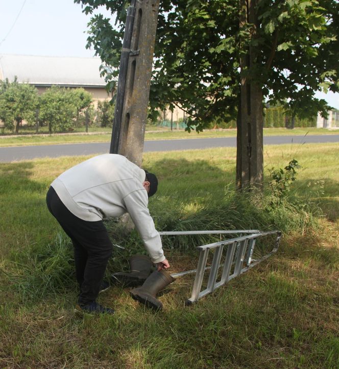 Ratował boćka na słupie, spadł z drabiny