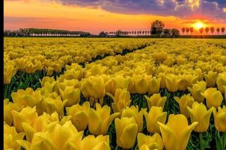 Gospodarstwo Świętokrzyskie tulipany