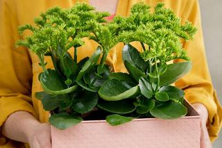 Kalanchoe