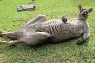 Oto kangur... po cenzurze