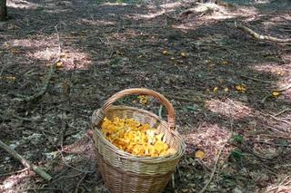 Elżbieta Zielińska na grzybach