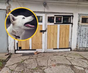 Zamknięty w garażu pies wył od 5 rano. Sąsiedzi wezwali straż miejską
