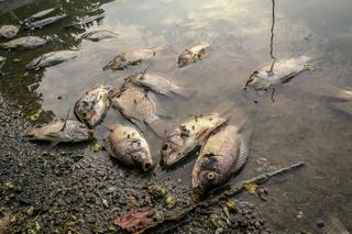 Ogromne ilości śniętych ryb w Kanale Gliwickim! Wprowadzono drugi stopień zagrożenia. Dramatyczny apel