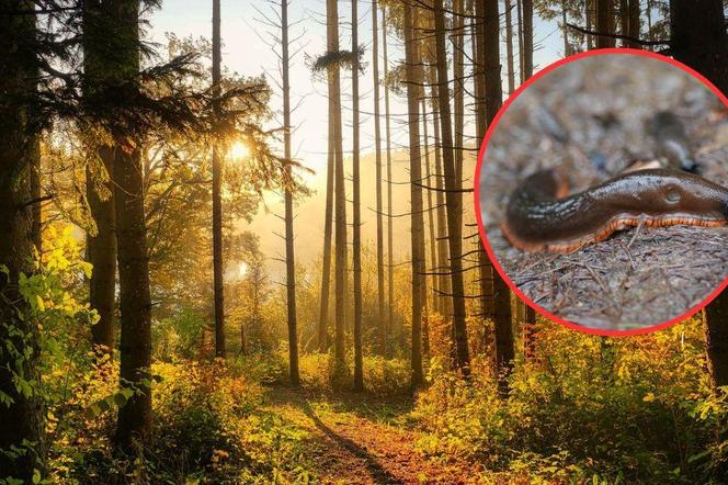 Leśnicy alarmują! Ten ślimak może być zagrożeniem dla wilka. Pojawia się w lesie i w ogrodzie