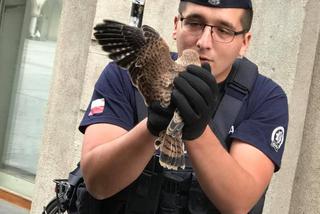 Policjanci z Małopolski uratowali pustułkę