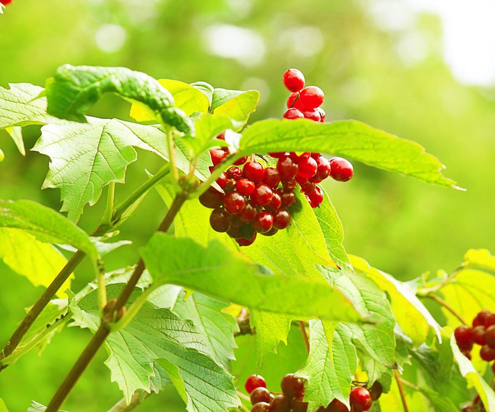 Łagodzi bóle menstruacyjne i wspiera układ krążenia. Ta roślina ma niezwykłe właściwości