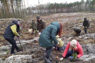 Posprzątaj las, zasadź drzewo – trwa Tydzień dla Sekuły [FOTO, AUDIO]