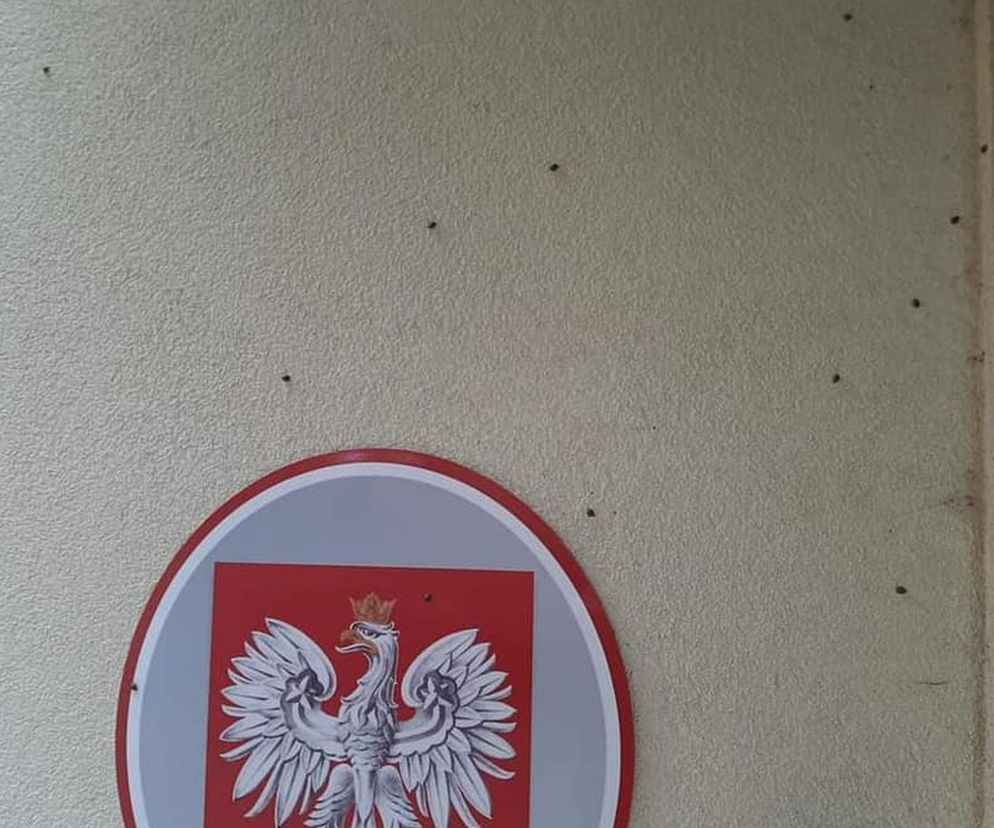 Inwazja biedronek azjatyckich