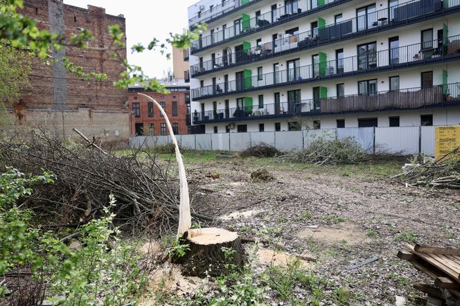 Deweloper nielegalnie wyciął dwa drzewa w Warszawie. Mieszkańcy oburzeni. „Będziemy reagować”