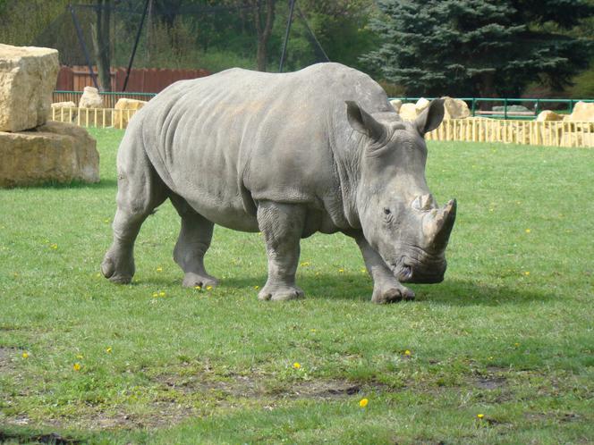 Tak wyglądają zwierzęta mieszkające w śląskim ZOO