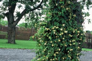 Wiciokrzew zaostrzony - Lonicera acuminata