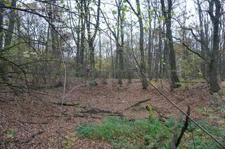 Rezerwat przyrody Meteoryt Morasko