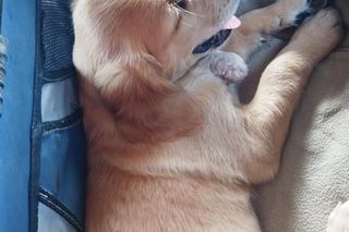 Wygląda jak maskotka, a będzie bohaterem. Strażacy mają nowego psa ratowniczego