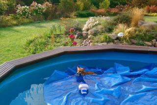 Lis i królik rzucili wyzwanie strażnikom z Ekopatrolu