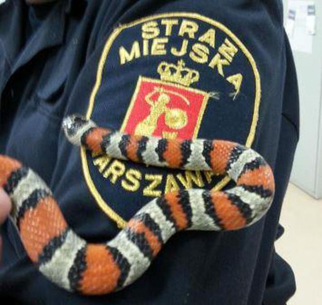 Interwencje Eko Patrolu w Warszawie
