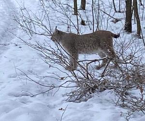 Niecodzienny gość w lesie pod Olsztynem. Na śniegu wylegiwał się ryś!