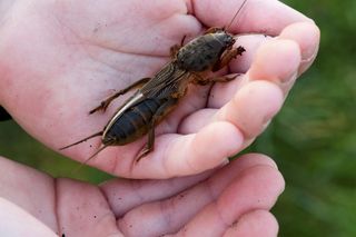 Nocą zniszczy wszystkie Twoje rośliny. Skuteczny sposób na pozbycie się turkucia podjadka. Kuchenny środek przepędzi szkodniki szybciej niż sobie wyobrażasz 